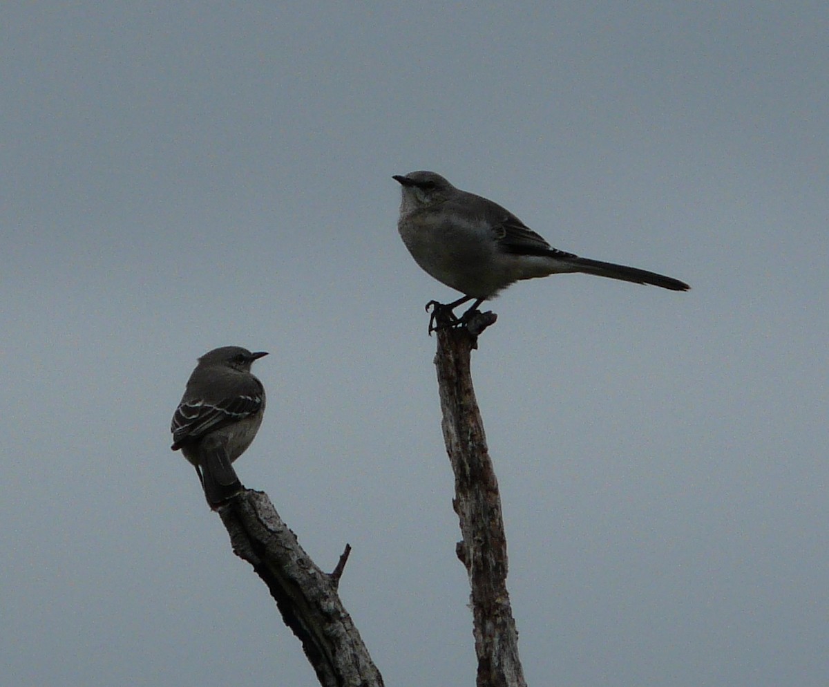 Northern Mockingbird - ML644281066