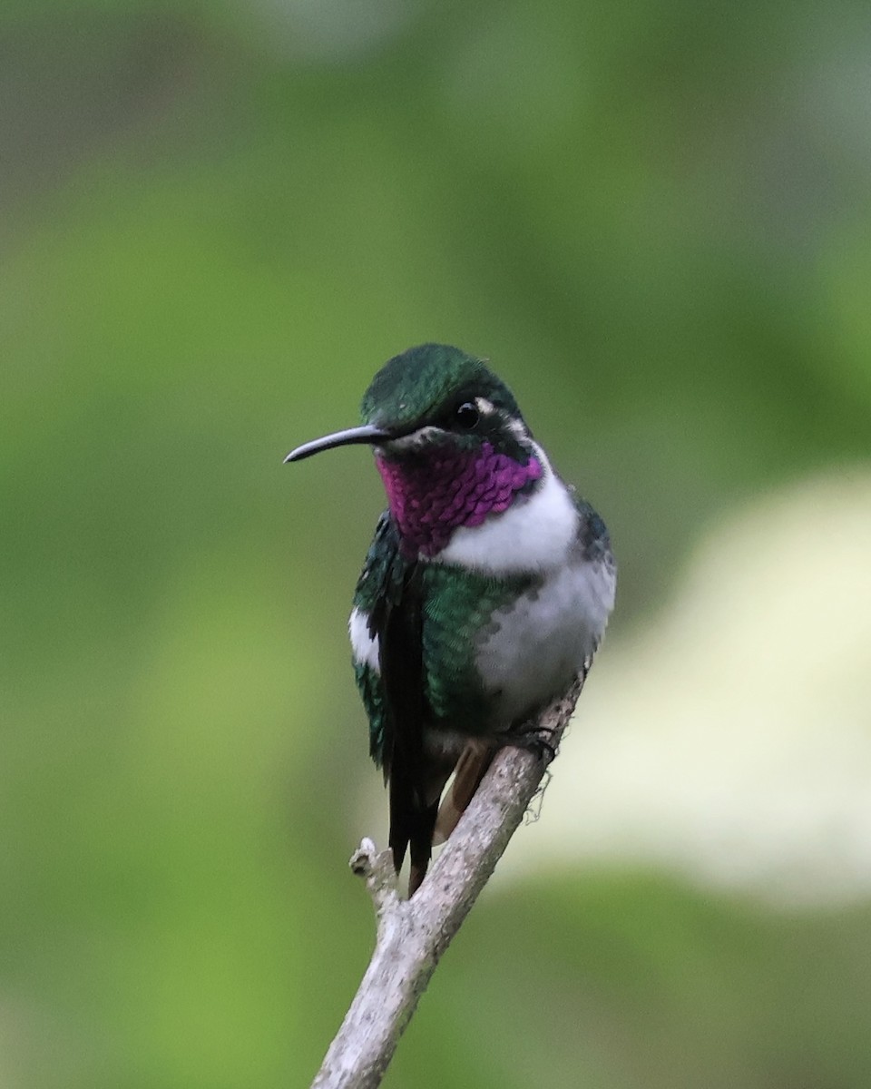 hvitbukkolibri - ML644281067