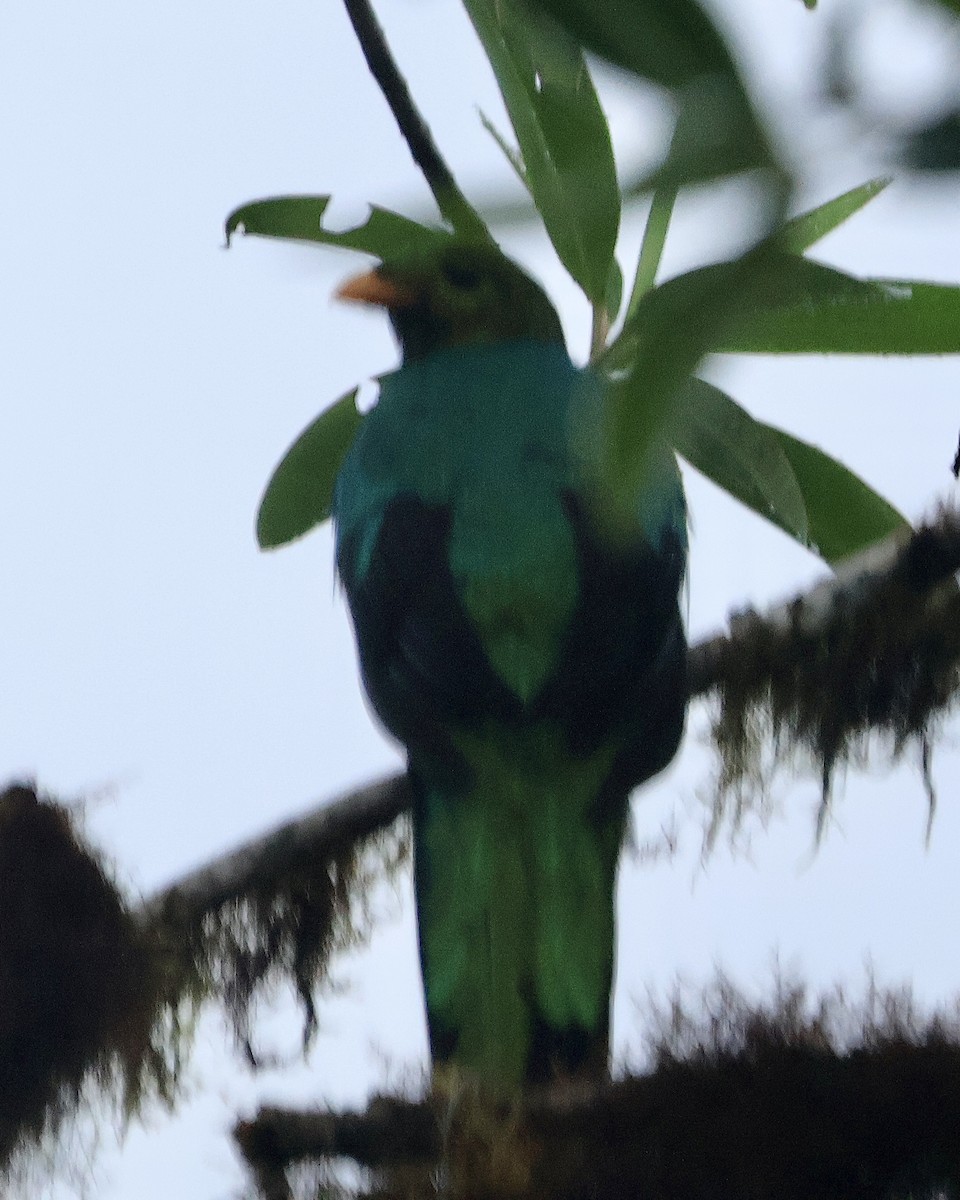 Golden-headed Quetzal - ML644281090