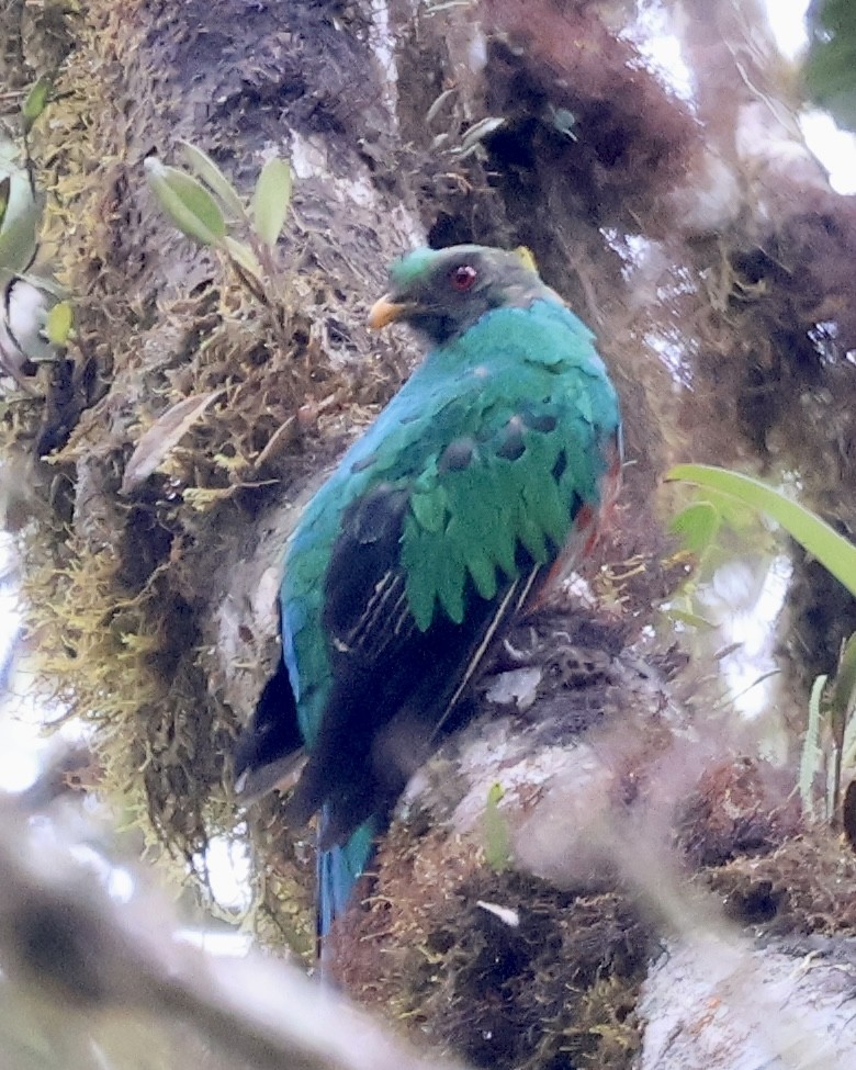 kvesal chocholkatý - ML644281095