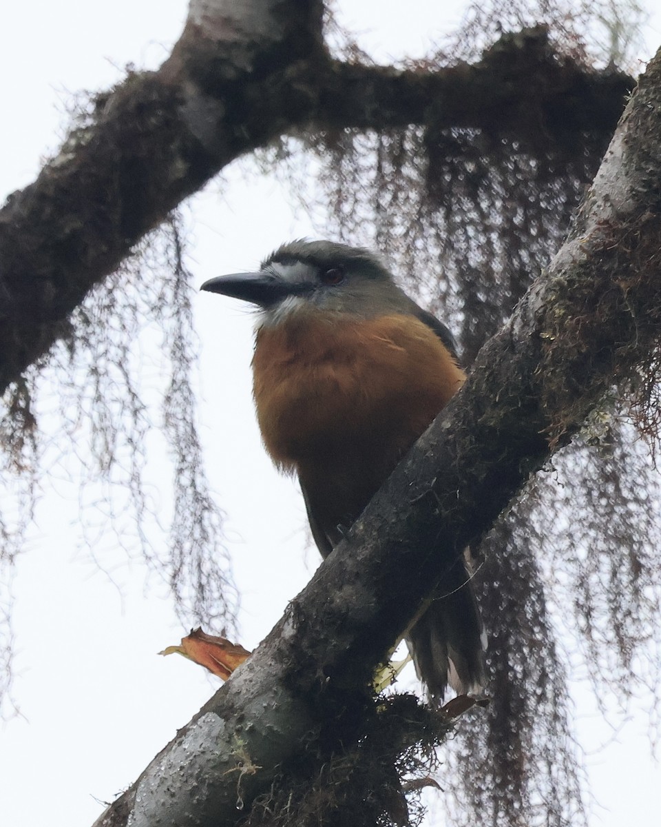 White-faced Nunbird - ML644281110