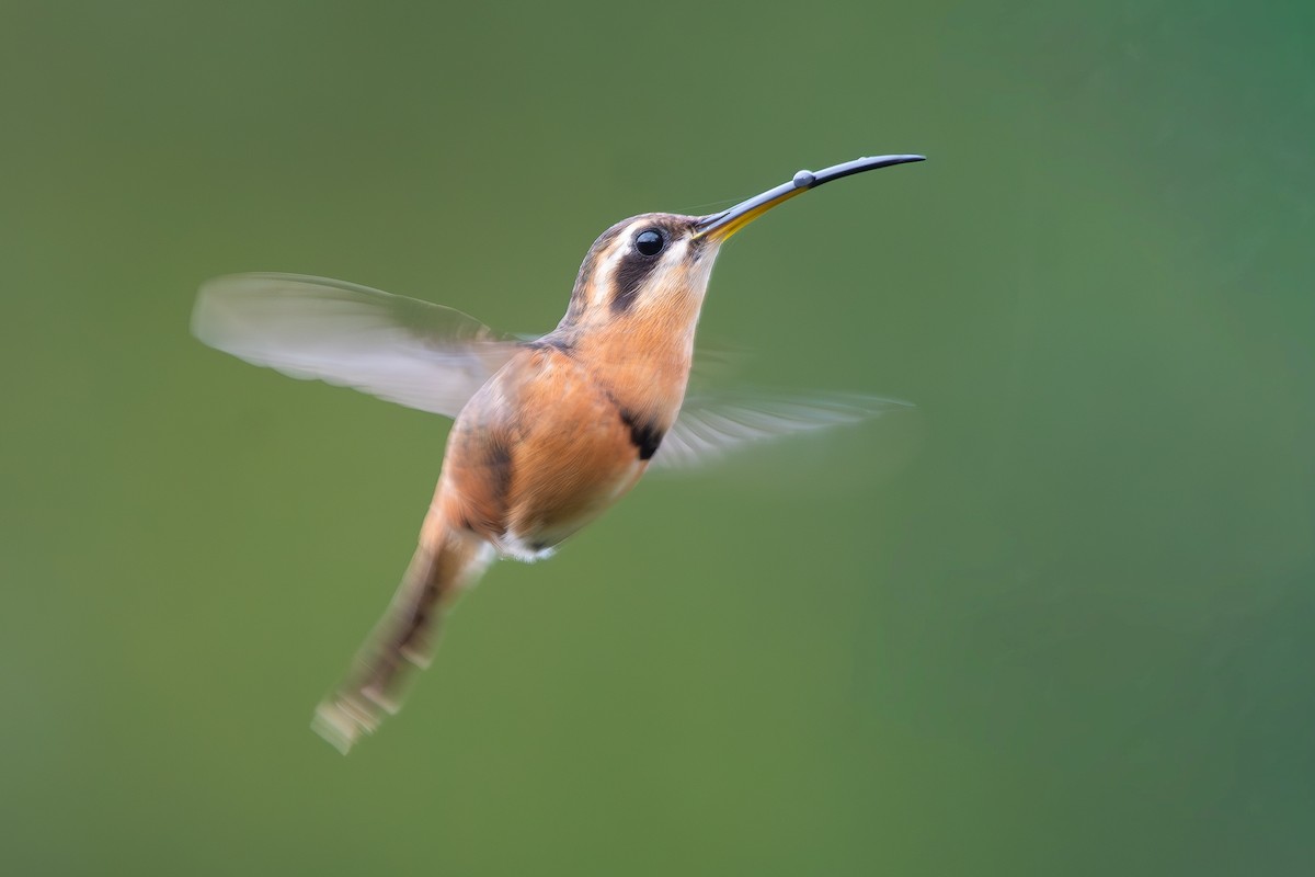 Rotschattenkolibri - ML644281116