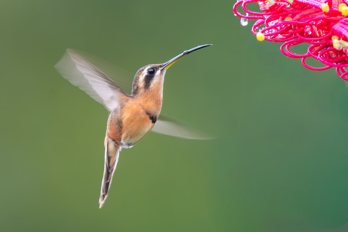 Rotschattenkolibri - ML644281117