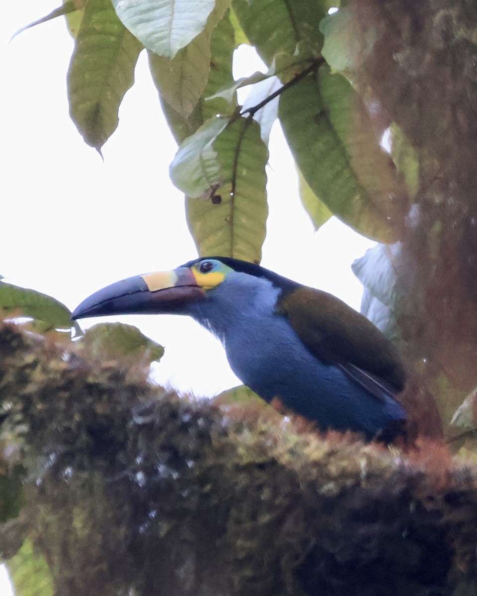 Plate-billed Mountain-Toucan - ML644281118