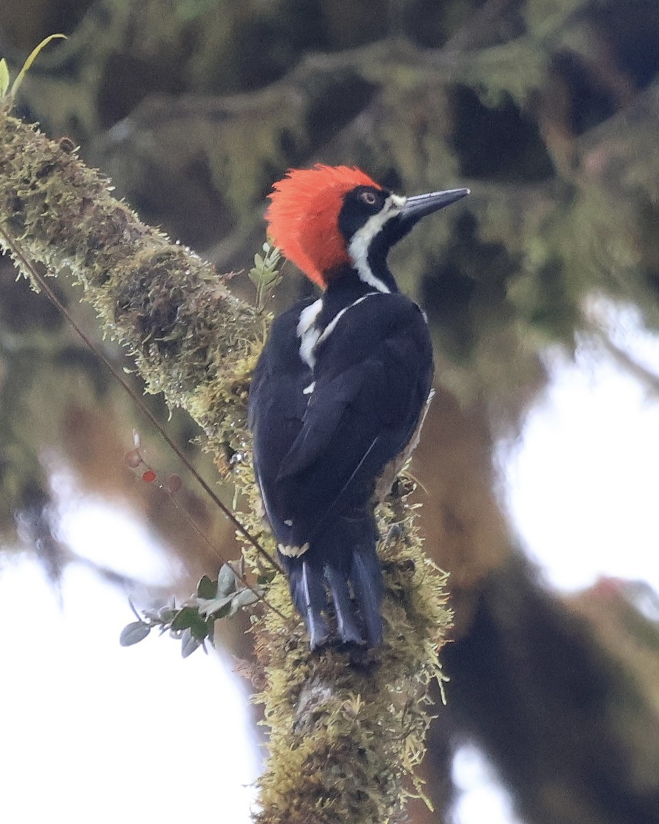 Powerful Woodpecker - ML644281122