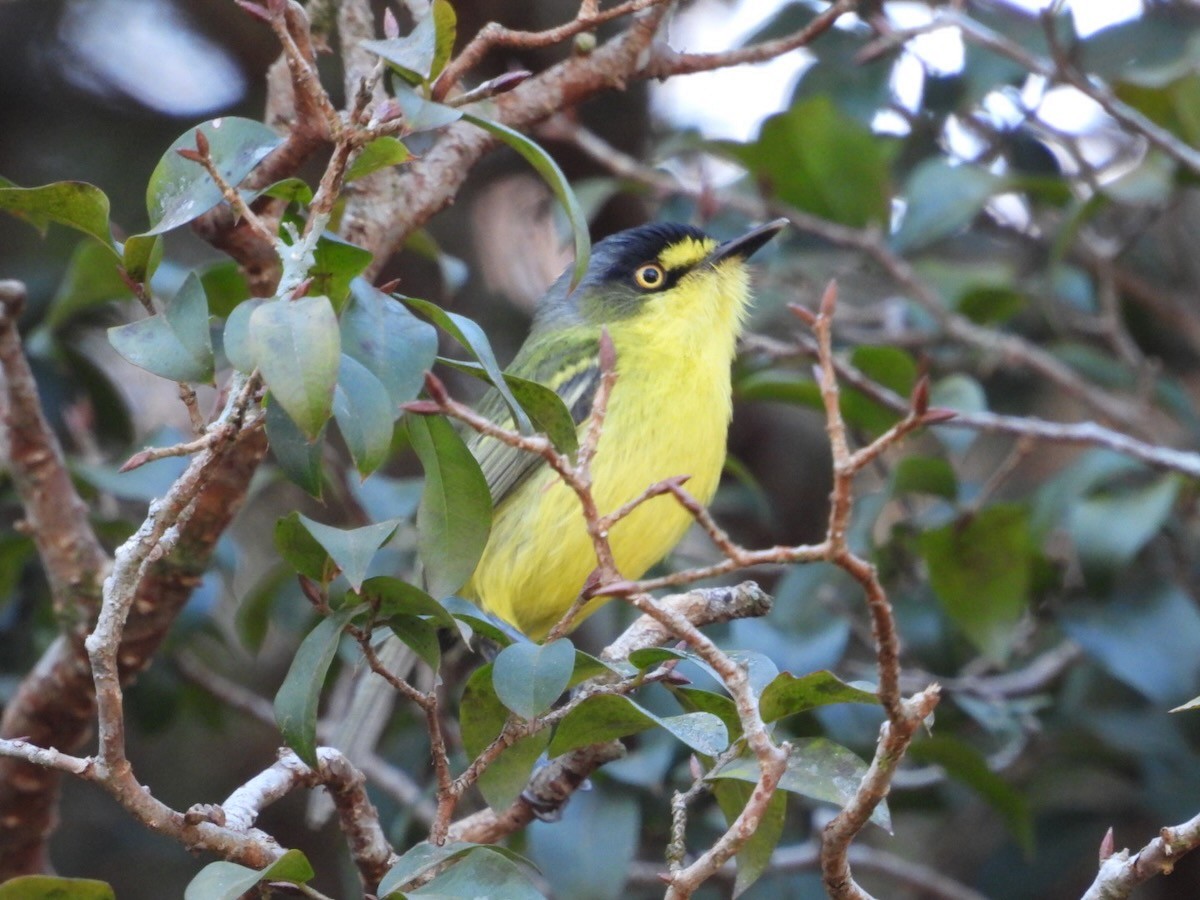Gray-headed Tody-Flycatcher - ML644281125