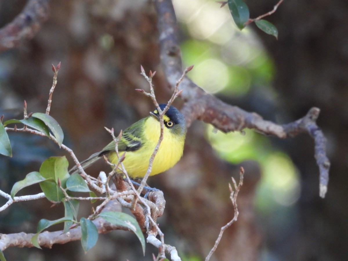 Gray-headed Tody-Flycatcher - ML644281126