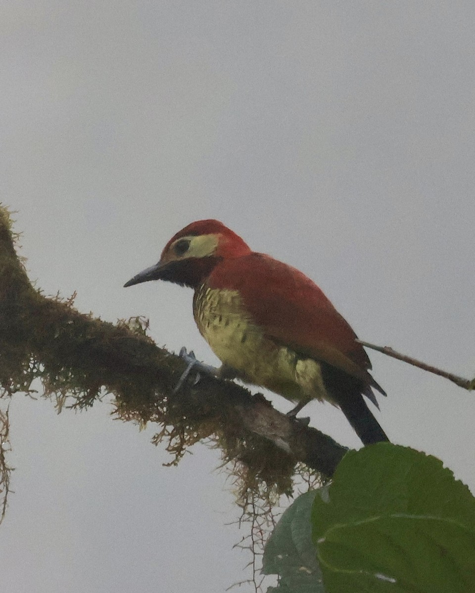 Дятел-смугань червонокрилий - ML644281136