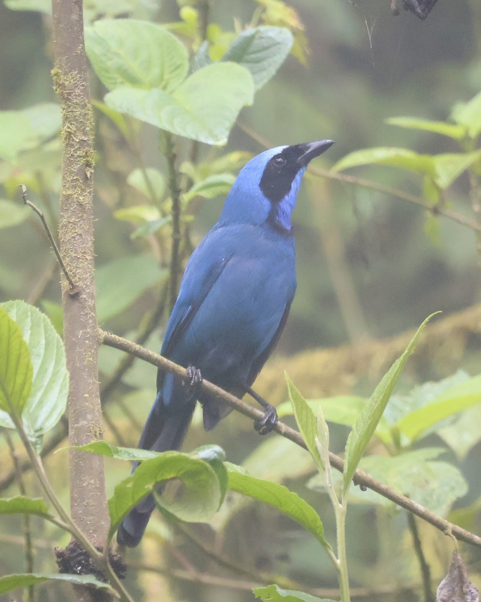 Turquoise Jay - ML644281145