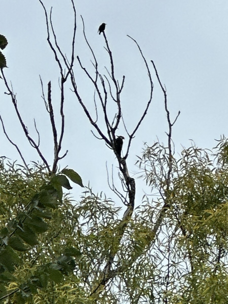 Pileated Woodpecker - ML644281151