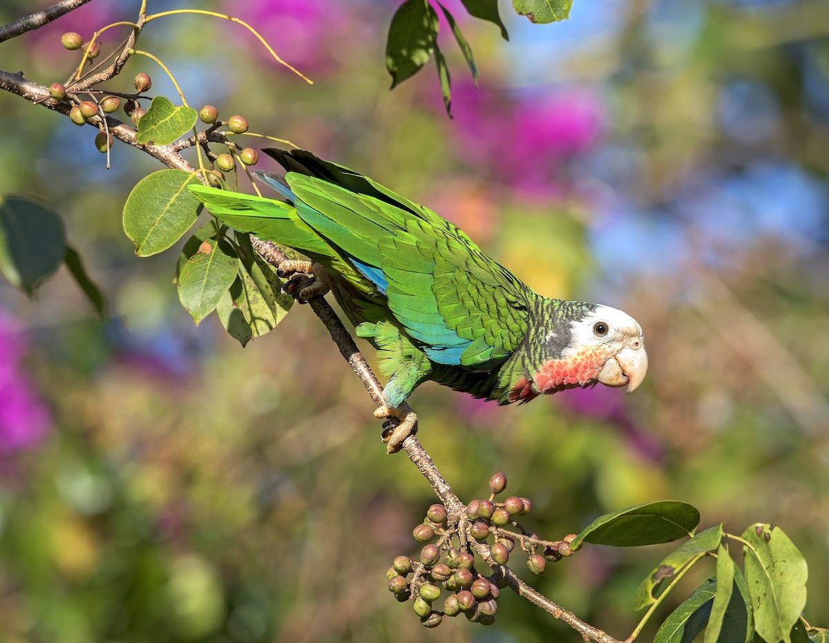 Cuban Amazon - ML644281155