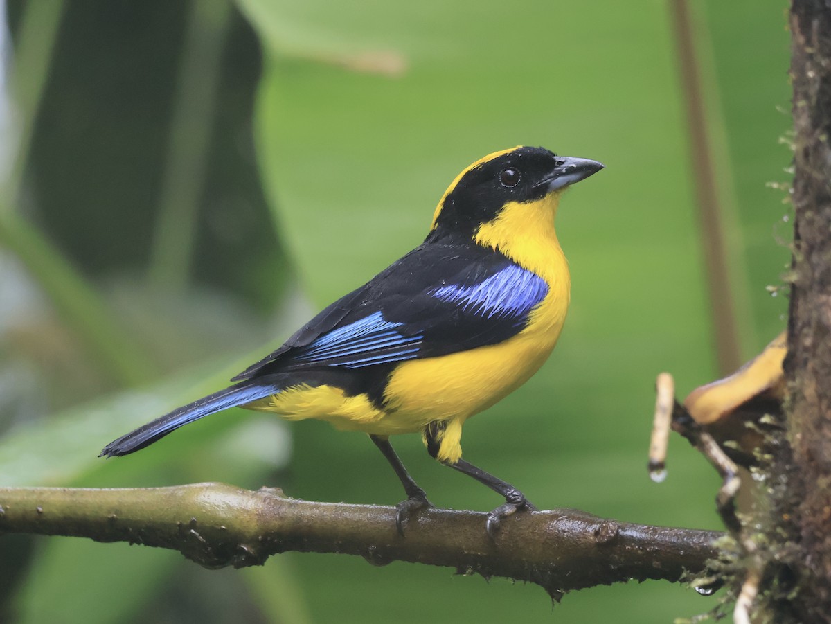 Blue-winged Mountain Tanager - ML644281156