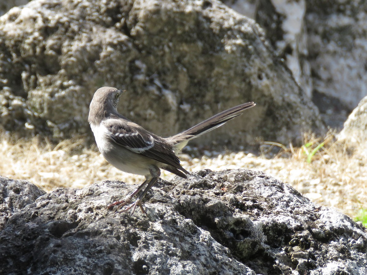 Northern Mockingbird - ML644281157