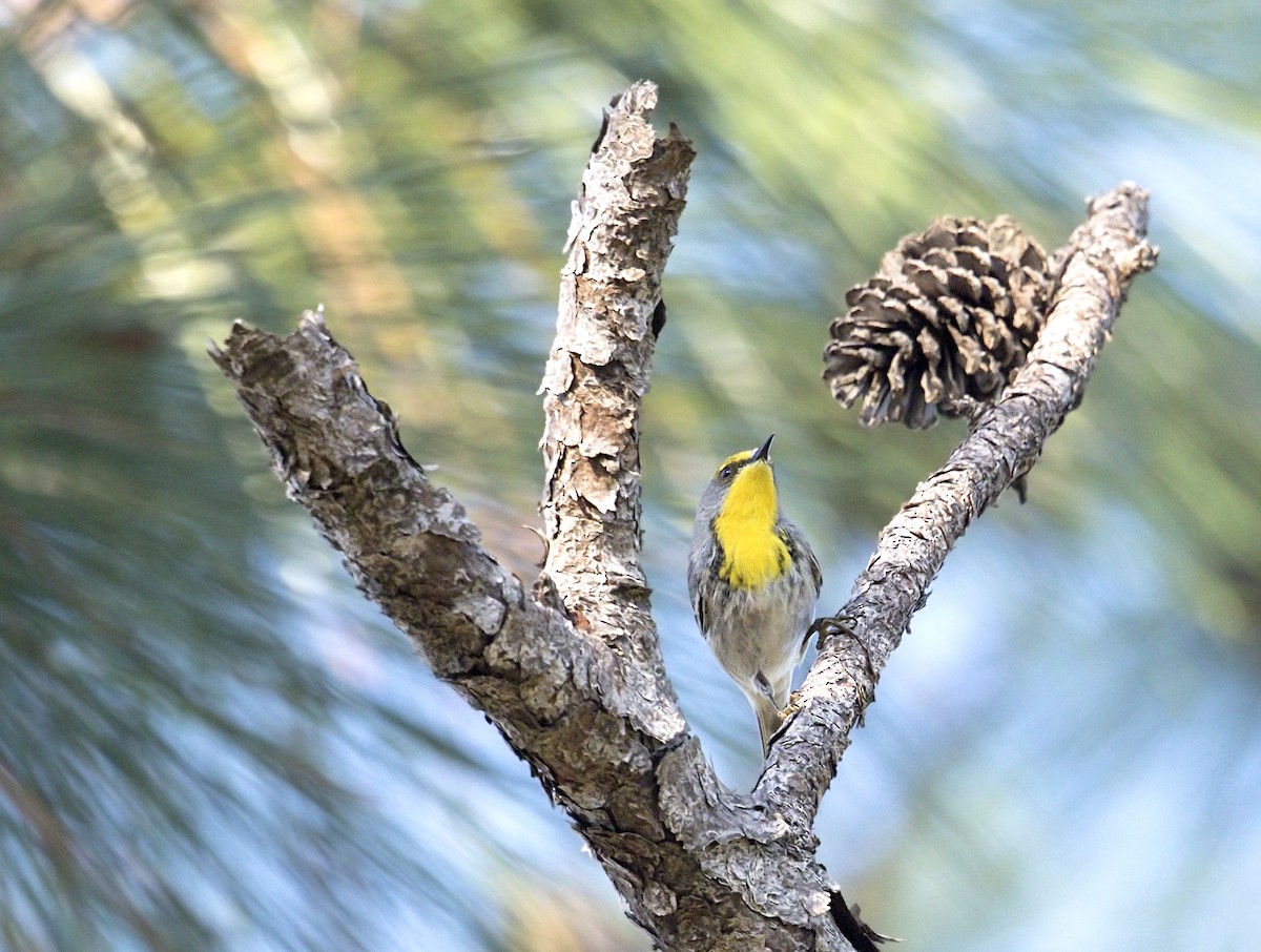 キューバアメリカムシクイ - ML644281158