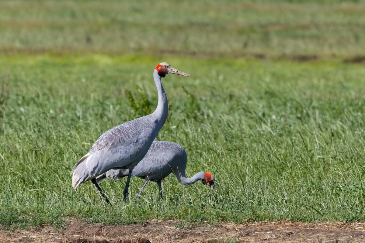 Grue brolga - ML644281162