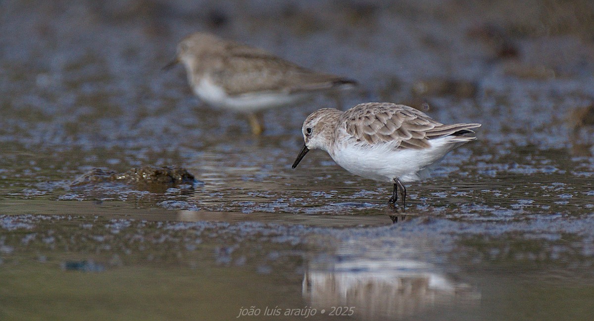 ヨーロッパトウネン - ML644281174