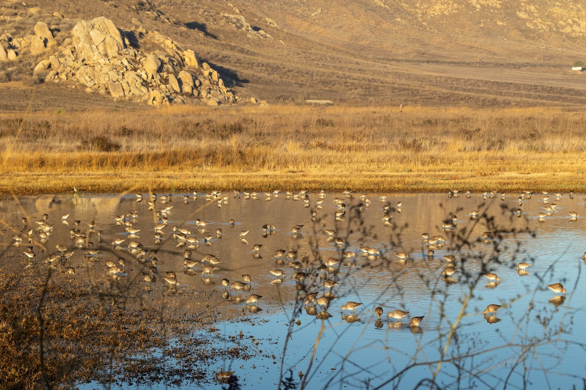 Хараалжин цууцил - ML644281178