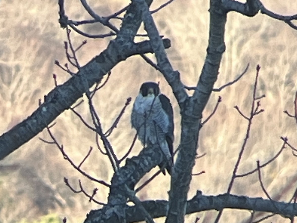 Peregrine Falcon - ML644281183