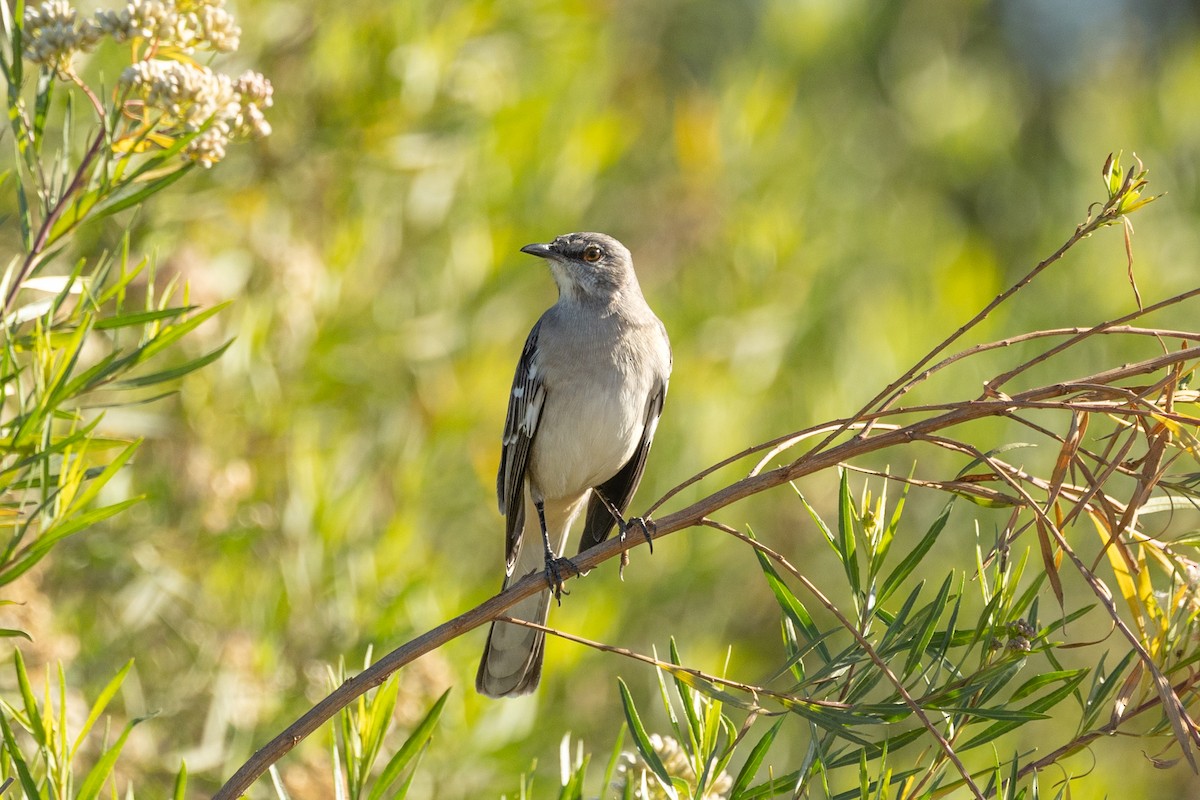 Northern Mockingbird - ML644281196