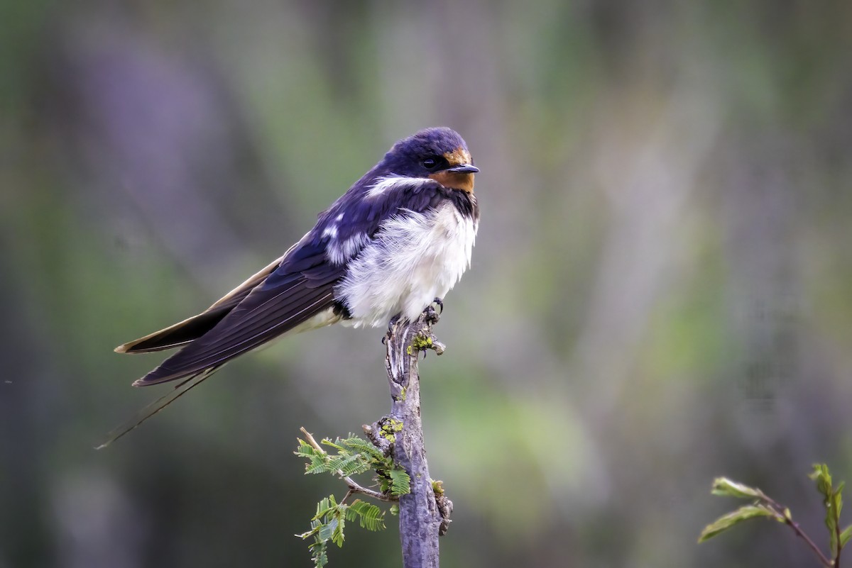 Barn Swallow - ML644281200