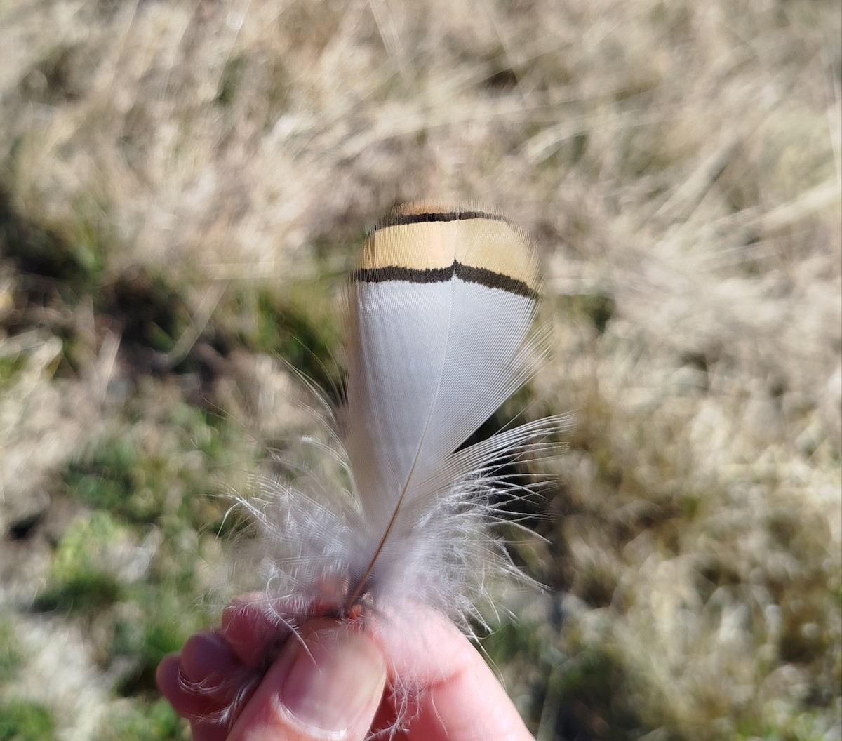 Rock Partridge - ML644281205