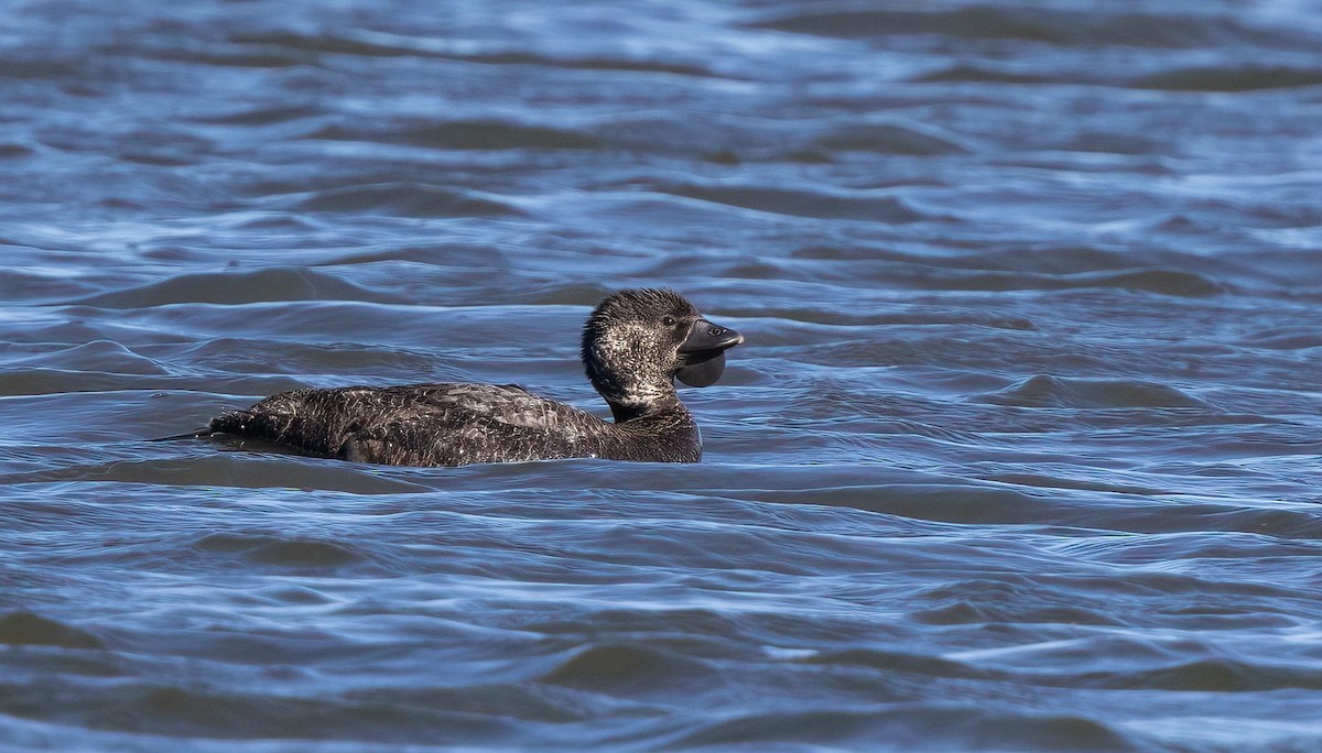 Musk Duck - ML644281206