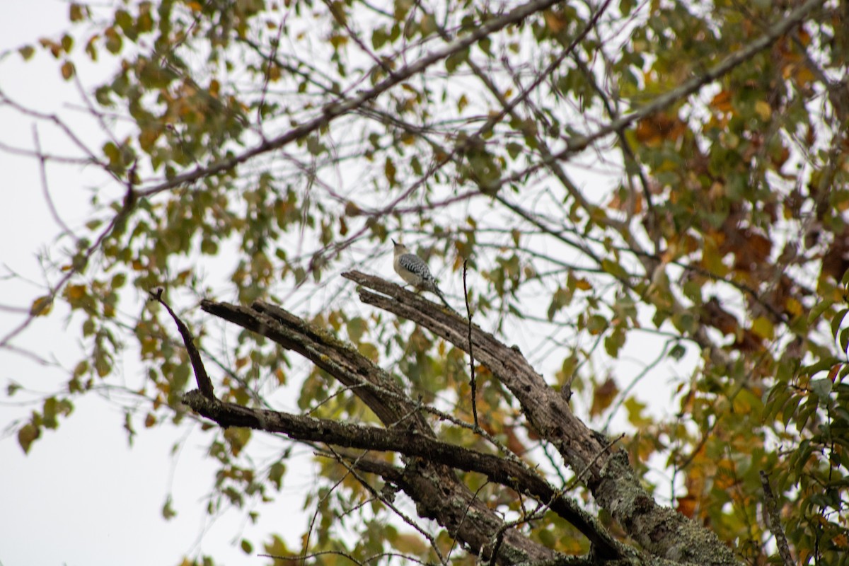 Red-bellied Woodpecker - ML644281207