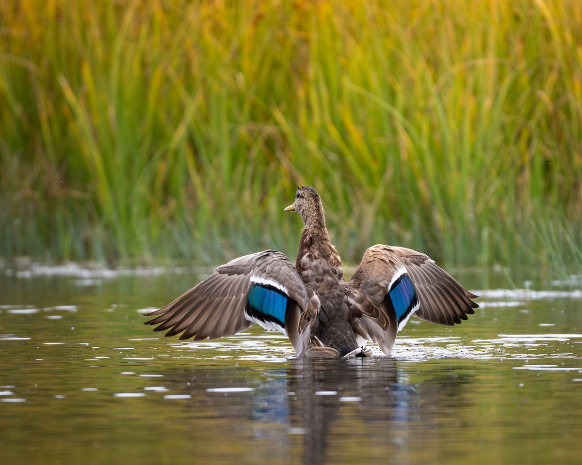 teal sp. - ML644281211