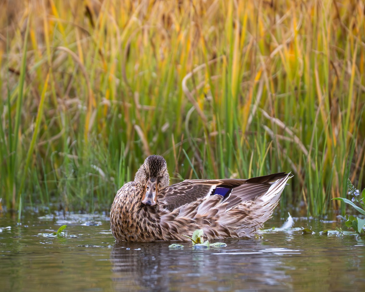 teal sp. - ML644281212