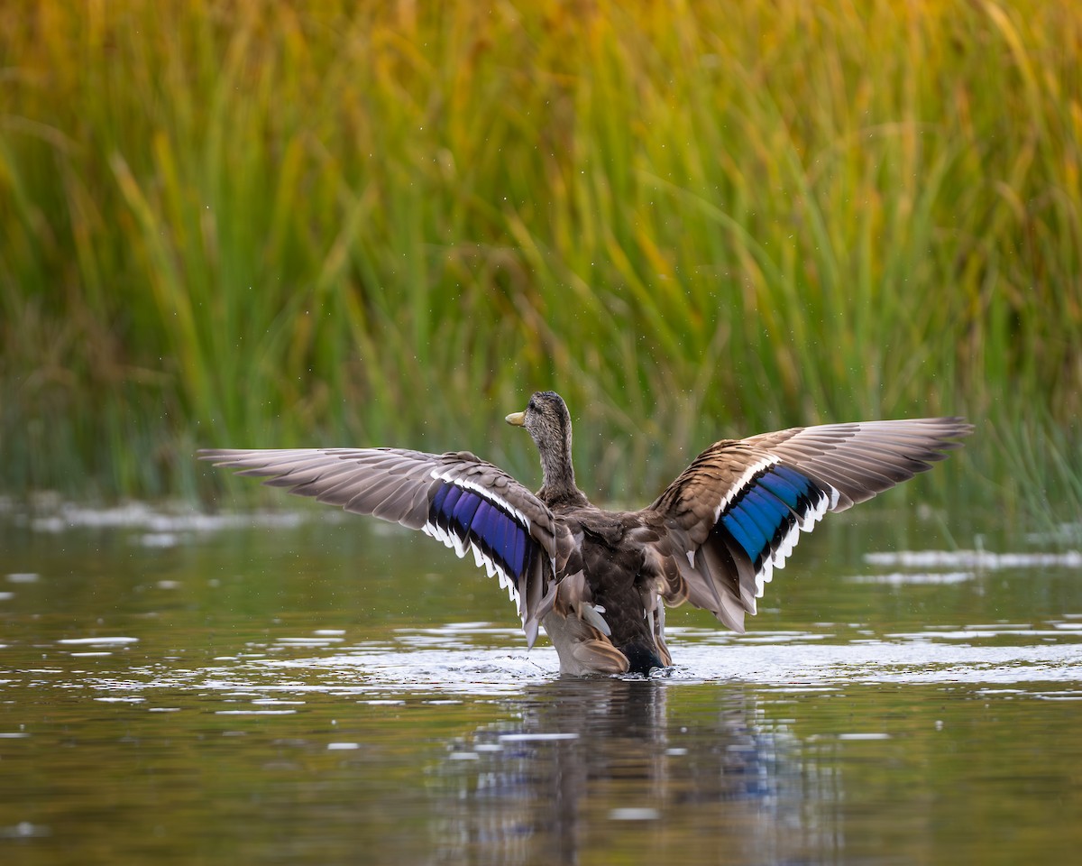 teal sp. - ML644281213