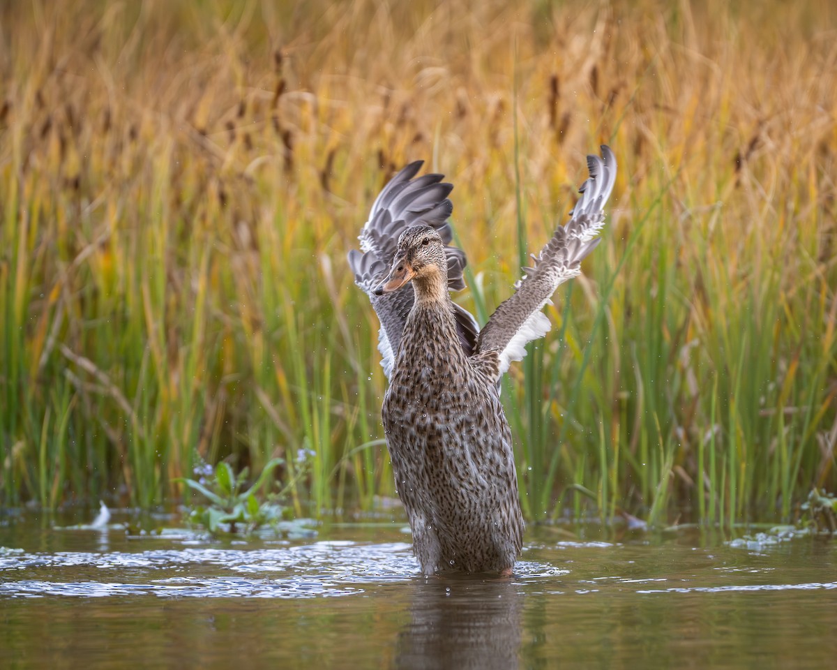 teal sp. - ML644281214