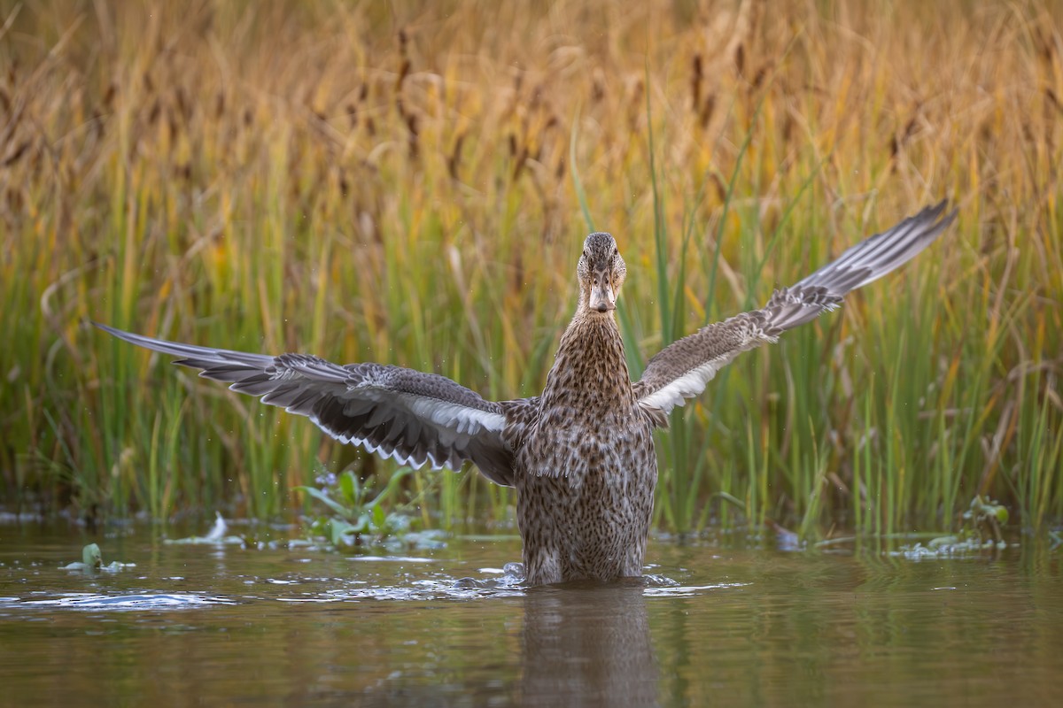 teal sp. - ML644281215