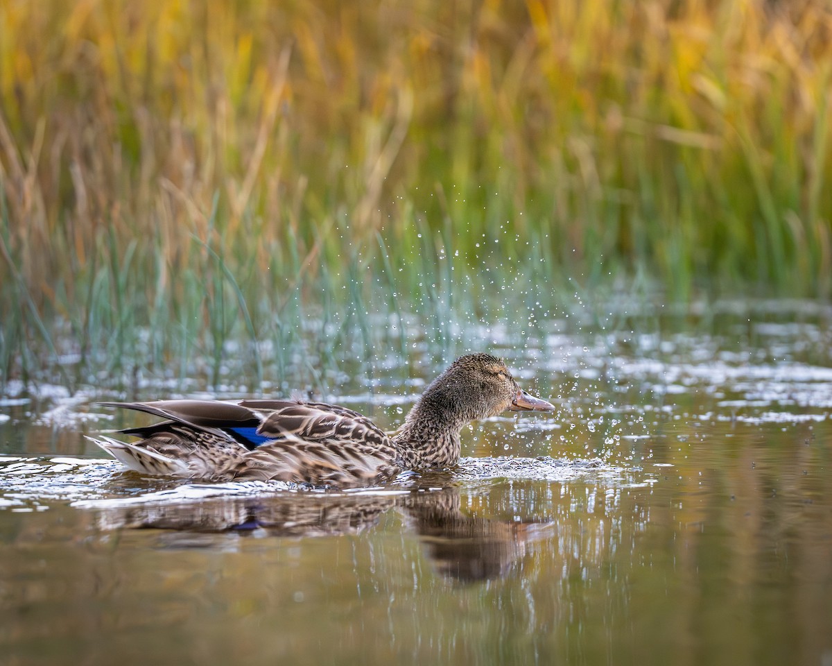 teal sp. - ML644281216