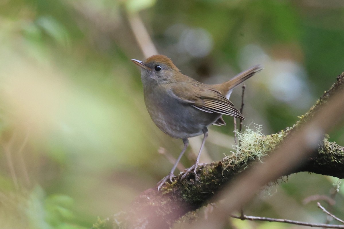 Рыжеголовый соловьиный дрозд - ML644281219