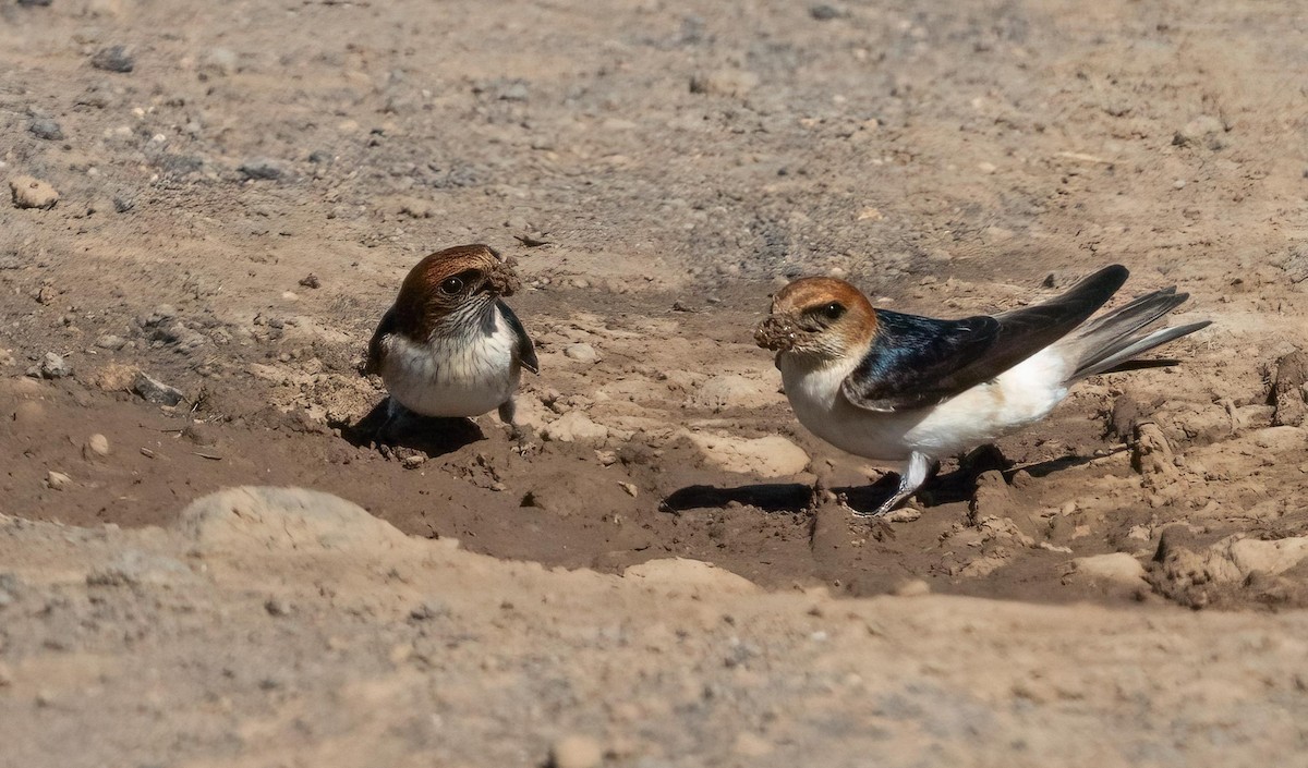 Fairy Martin - ML644281228