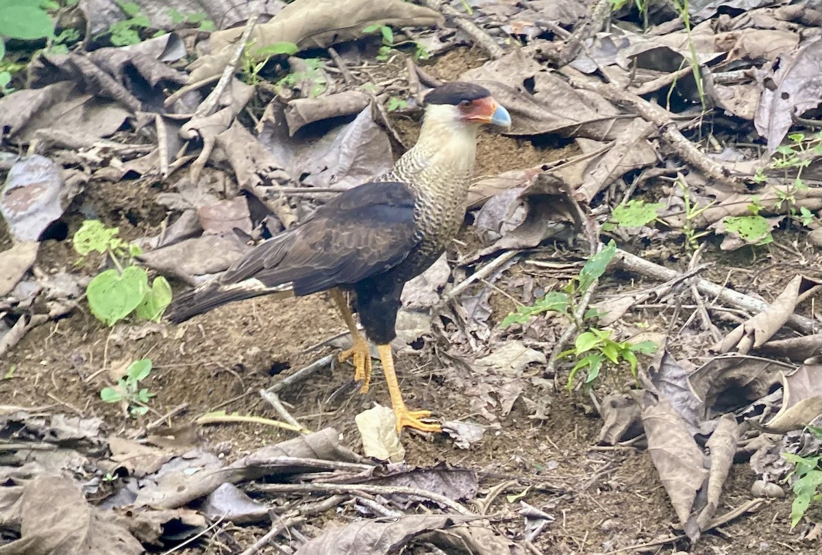 ミナミカラカラ（cheriway ） - ML644281236