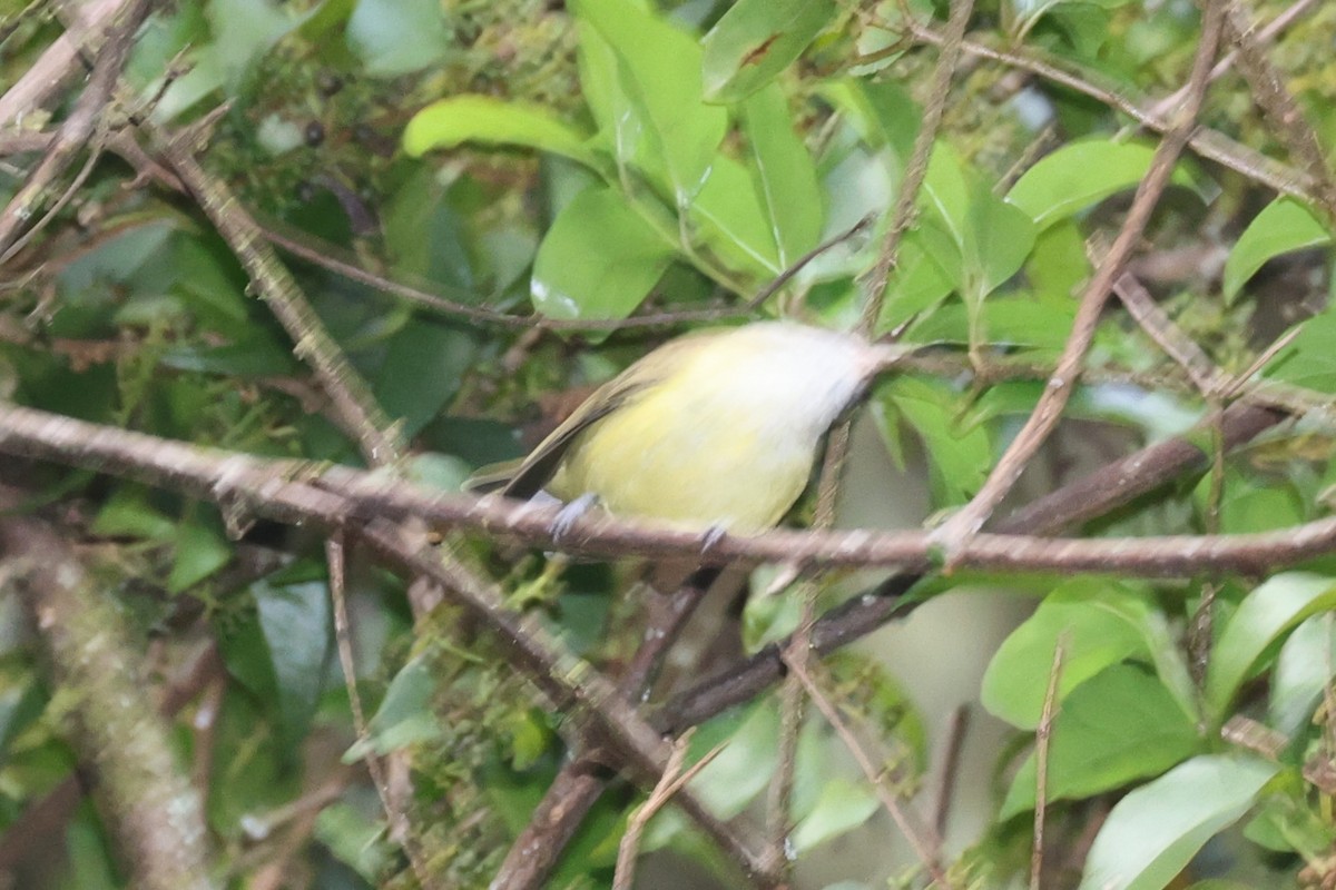 Brown-capped Vireo - ML644281241