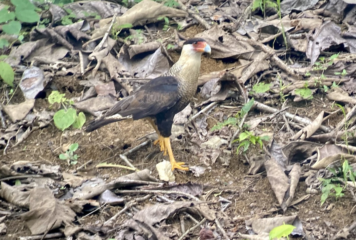 ミナミカラカラ（cheriway ） - ML644281243