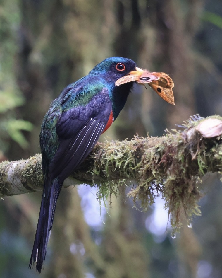 Trogon masqué - ML644281262