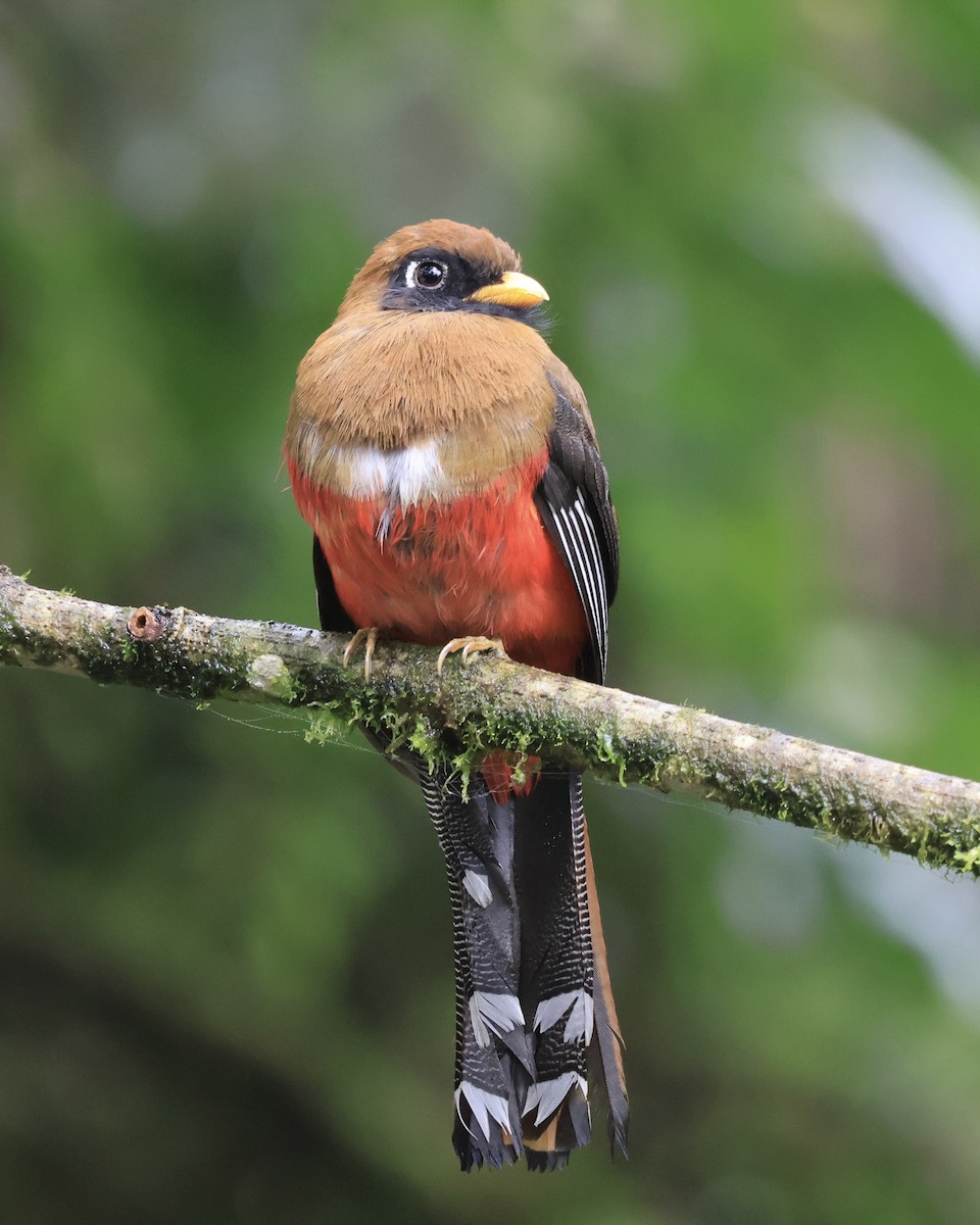 Trogon masqué - ML644281263