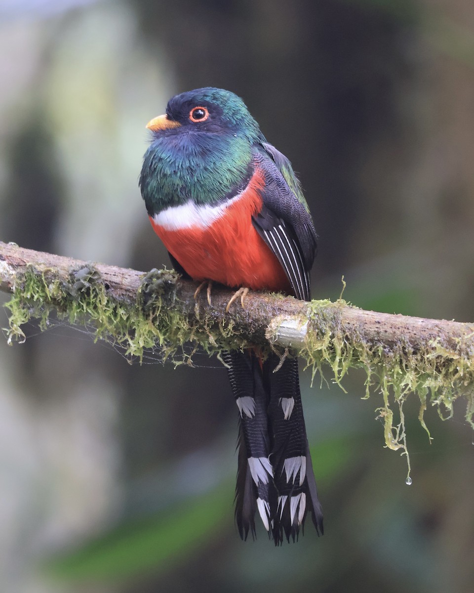 Trogon masqué - ML644281264