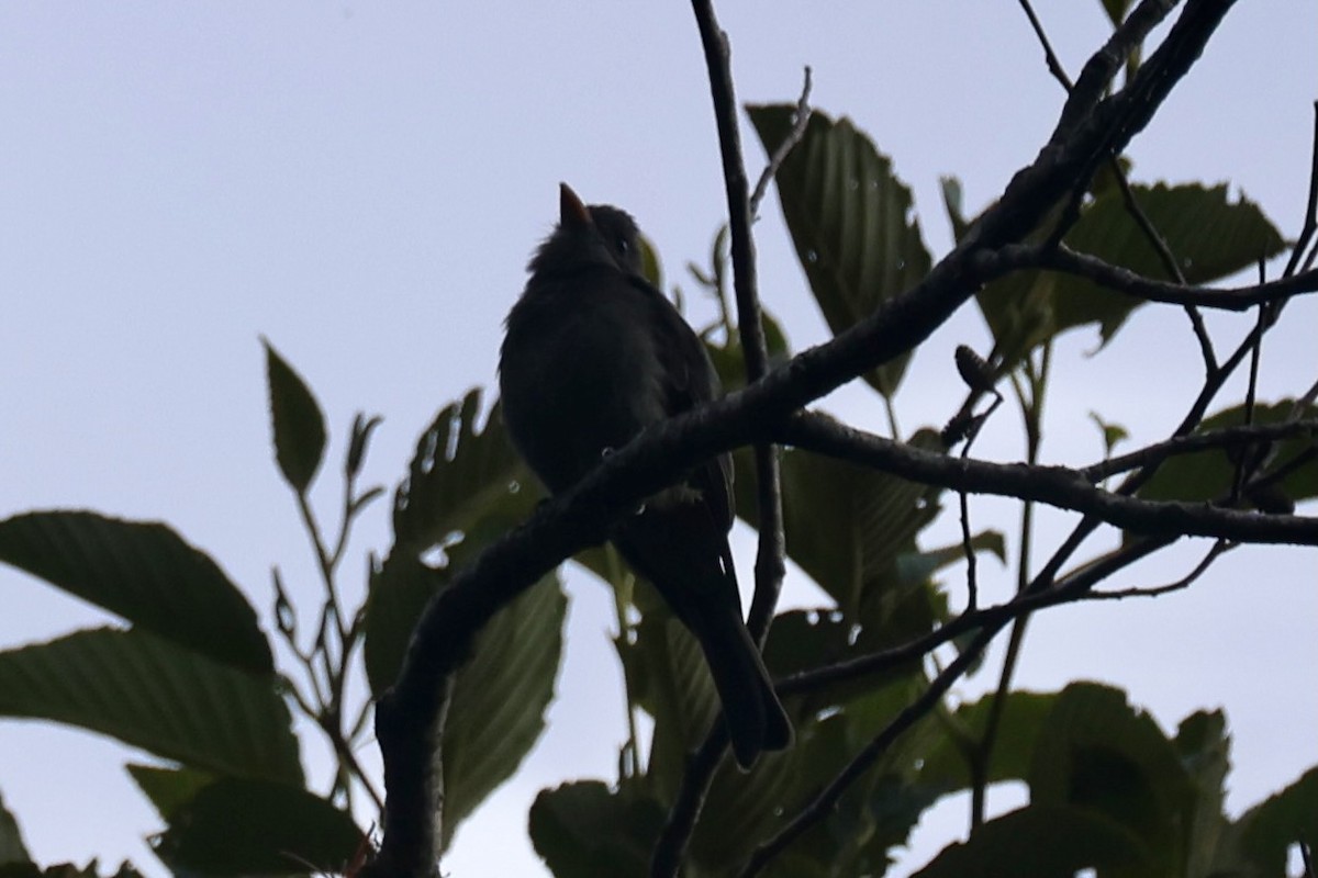 ハイイロヒタキモドキ - ML644281275