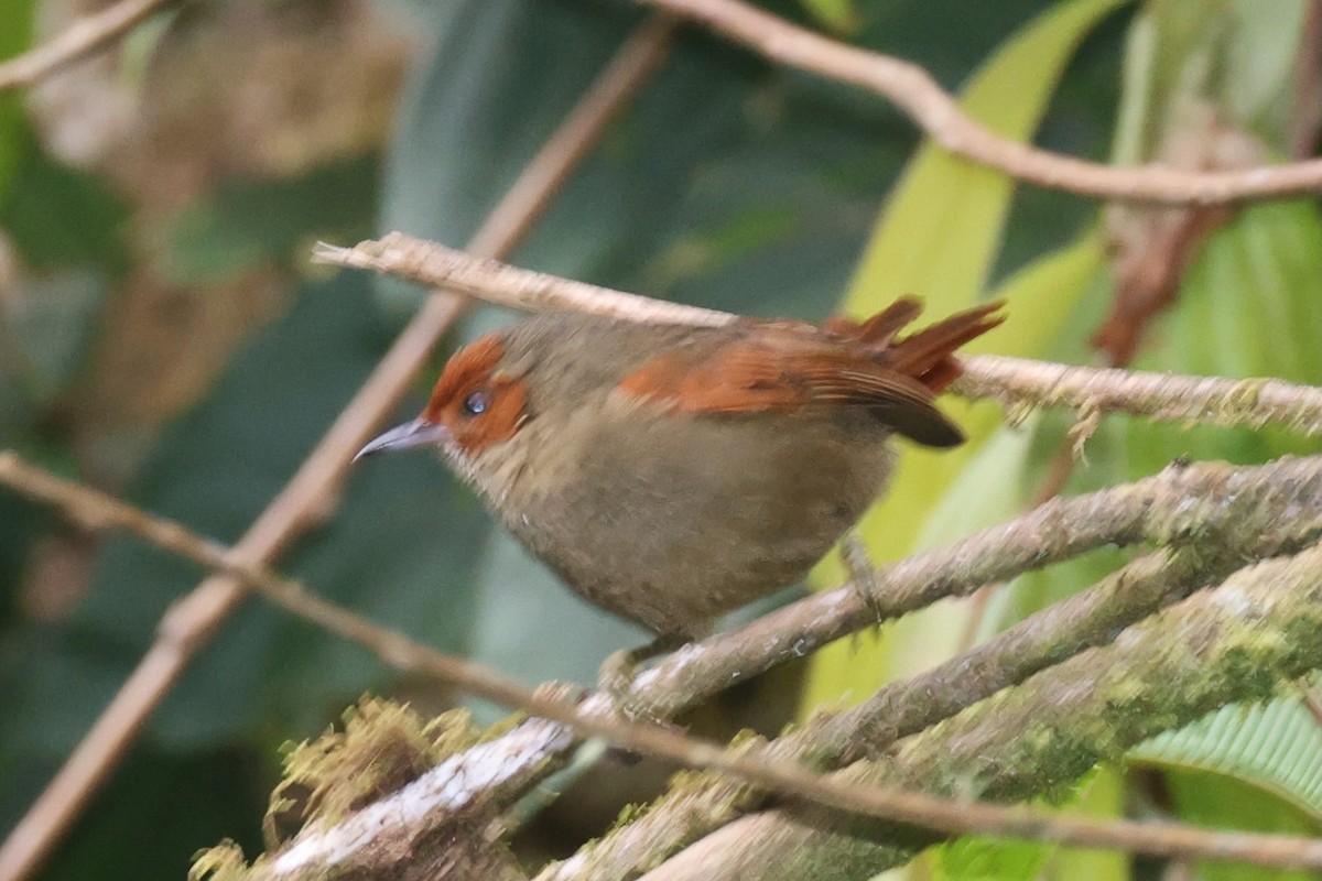 Al Yüzlü Dikenkuyruk - ML644281285