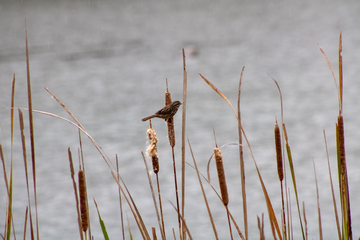 Song Sparrow - ML644281286