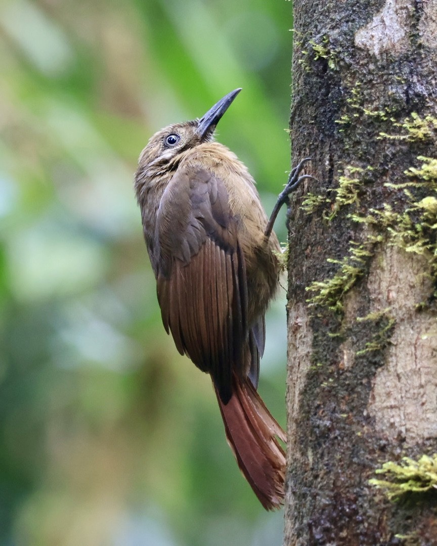 Plain-brown Woodcreeper - ML644281289