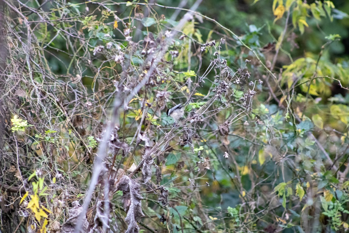 Каролинская гаичка - ML644281294