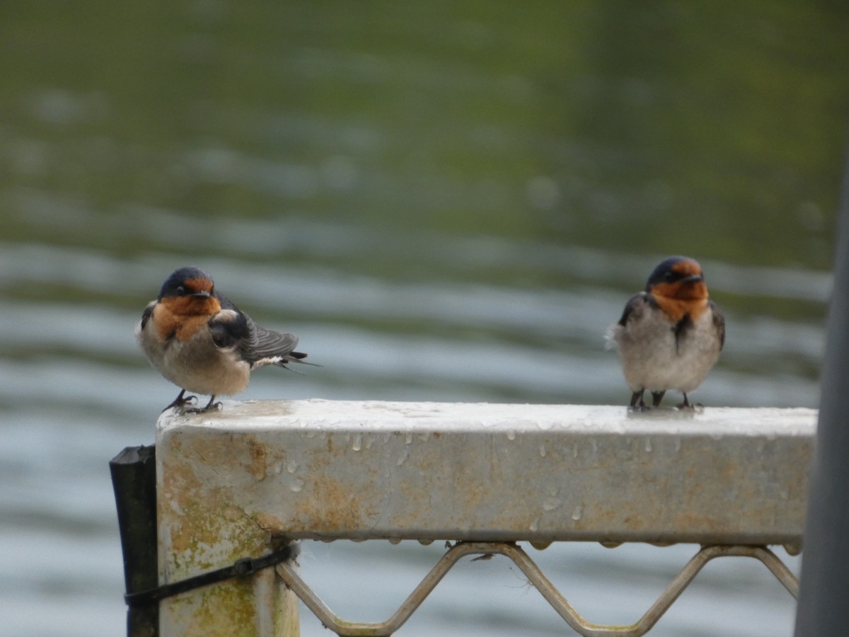 Welcome Swallow - ML644281295