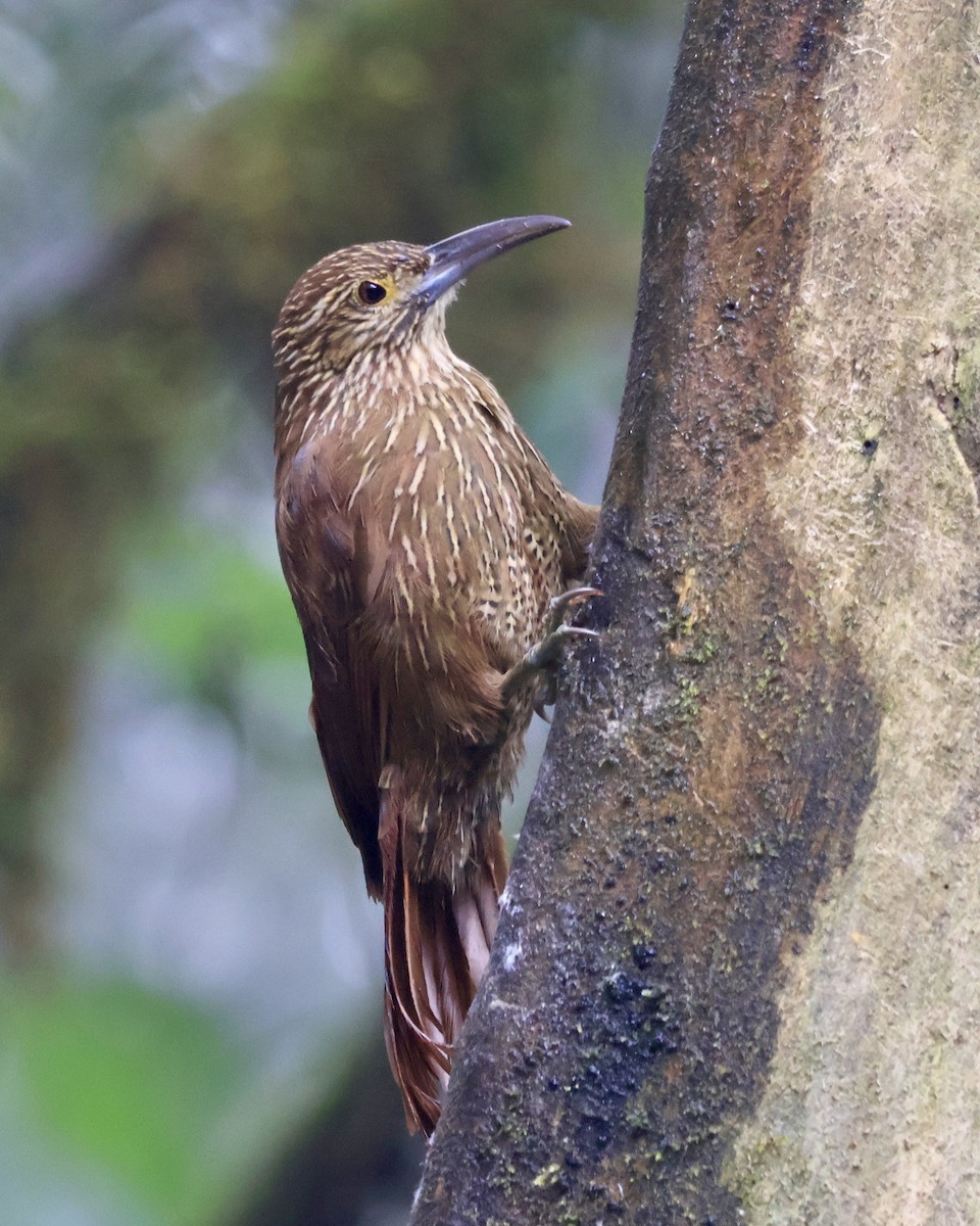 Strong-billed Woodcreeper - ML644281297