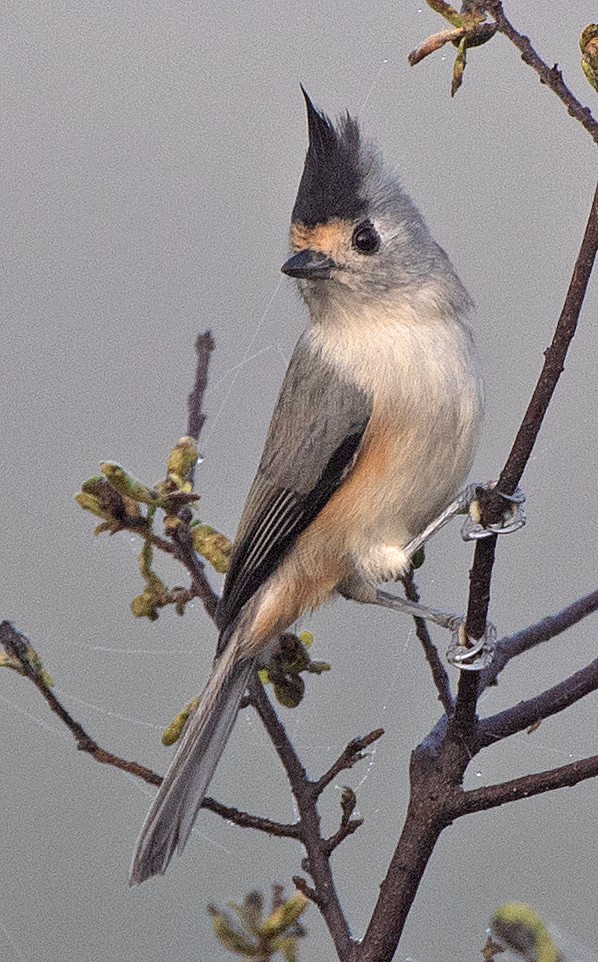 Чернохохлая гренадерка - ML644281302