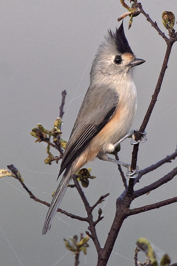 Чернохохлая гренадерка - ML644281303